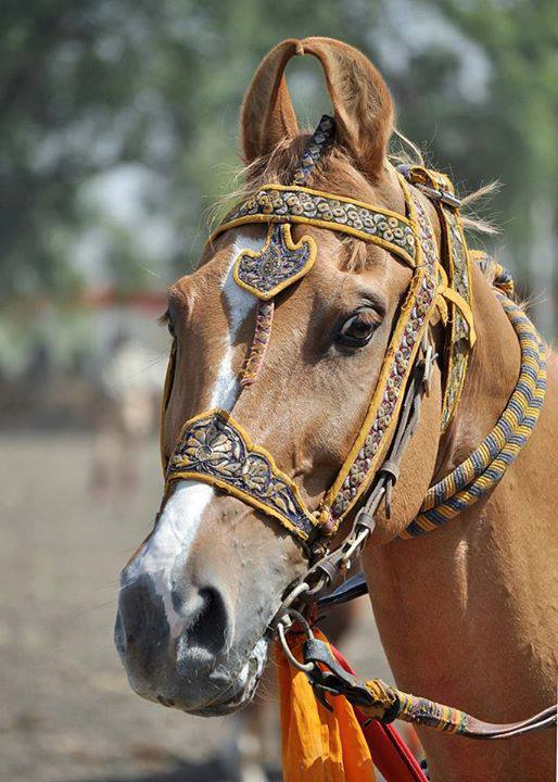 Kathiawari Horse